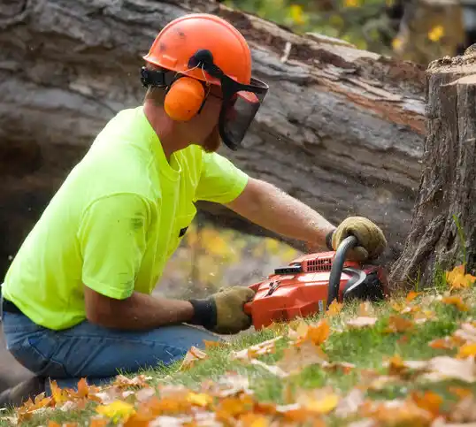 tree services Detroit